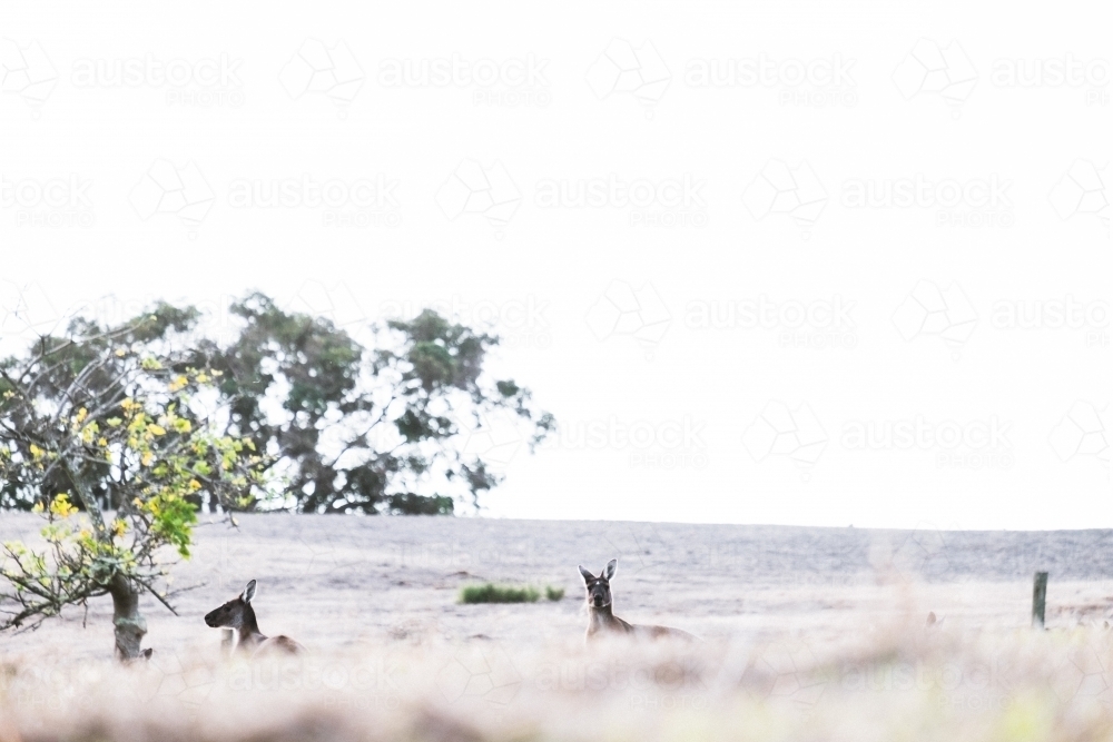 Two kangaroos in a field half hidden by foreground with one looking at the camera - Australian Stock Image