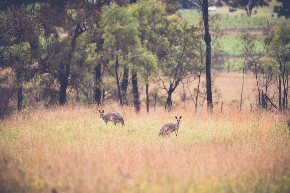 Two kangaroos in a grassy field - Australian Stock Image