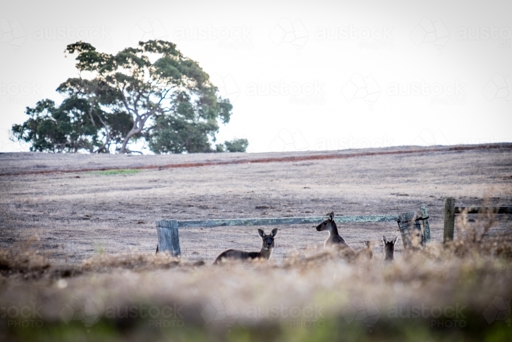 Two Kangaroos in an open field with one looking at the camera - Australian Stock Image