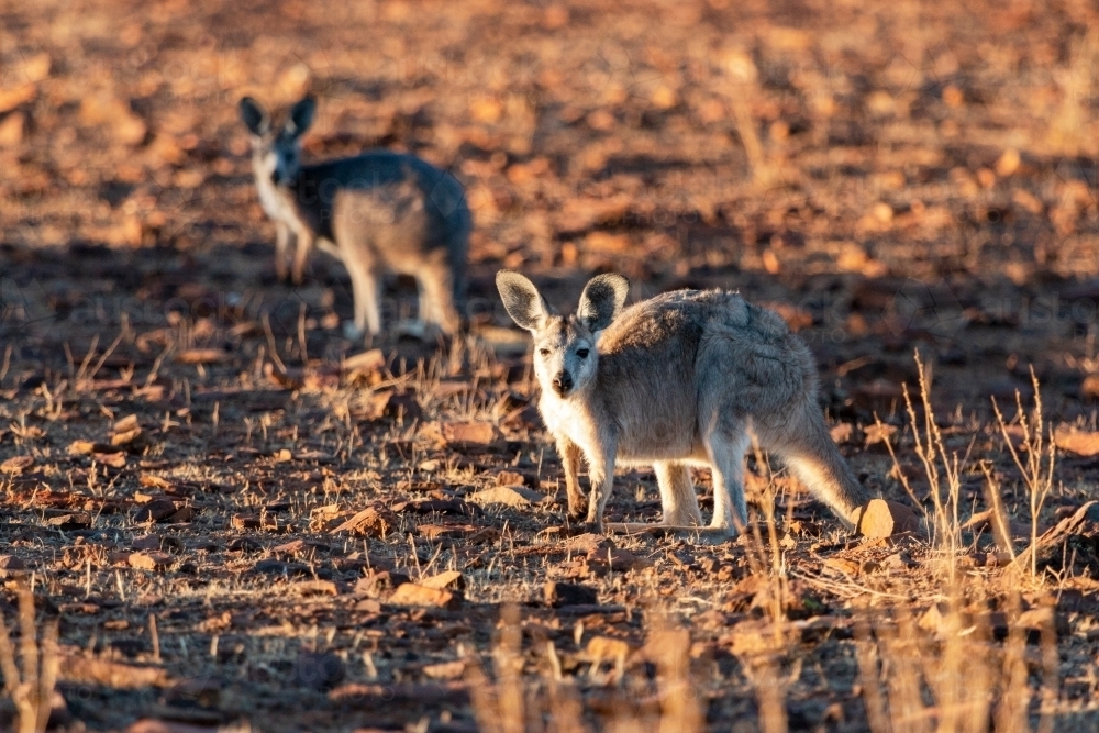 two kangaroos in late afternoon light - Australian Stock Image