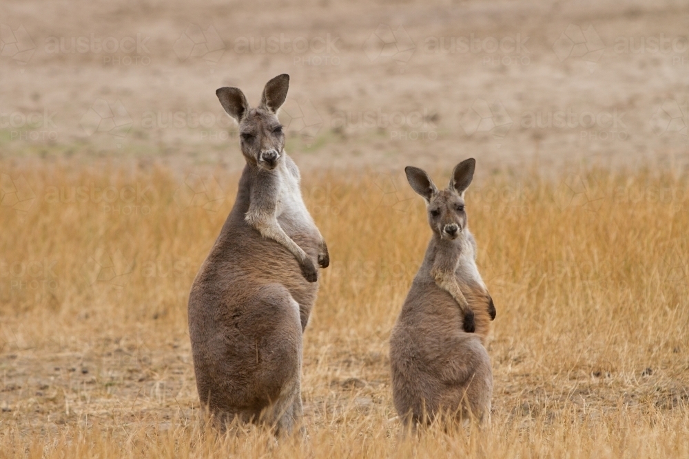 Two Kangaroos in the Outback - Australian Stock Image