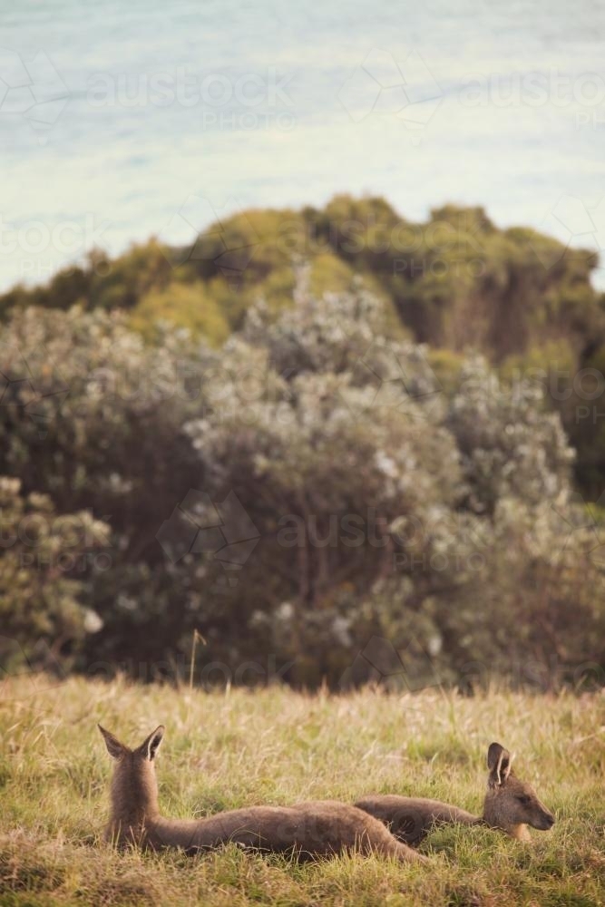 Two kangaroos lying down in a field - Australian Stock Image