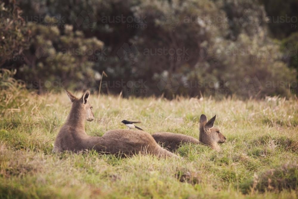 Two kangaroos lying on the grass - Australian Stock Image