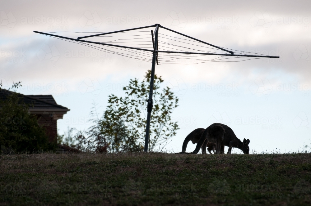 Two kangaroos under a Hills Hoist clothesline - Australian Stock Image