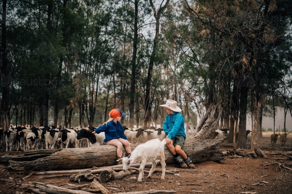 Two kids sitting on a fallen tree, looking back at flock of sheep amongst trees - Australian Stock Image