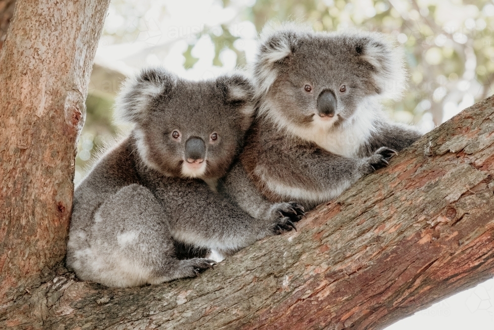 Two koala joeys cuddle in a tree. - Australian Stock Image