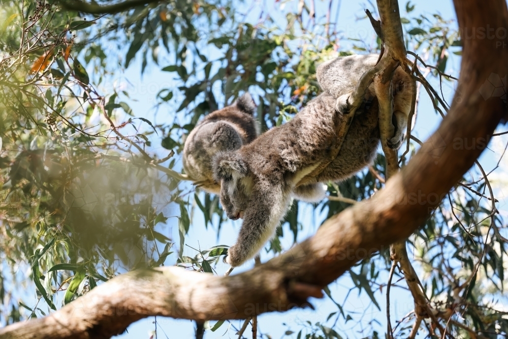 Two koalas climbing Australian eucalypt tree - Australian Stock Image