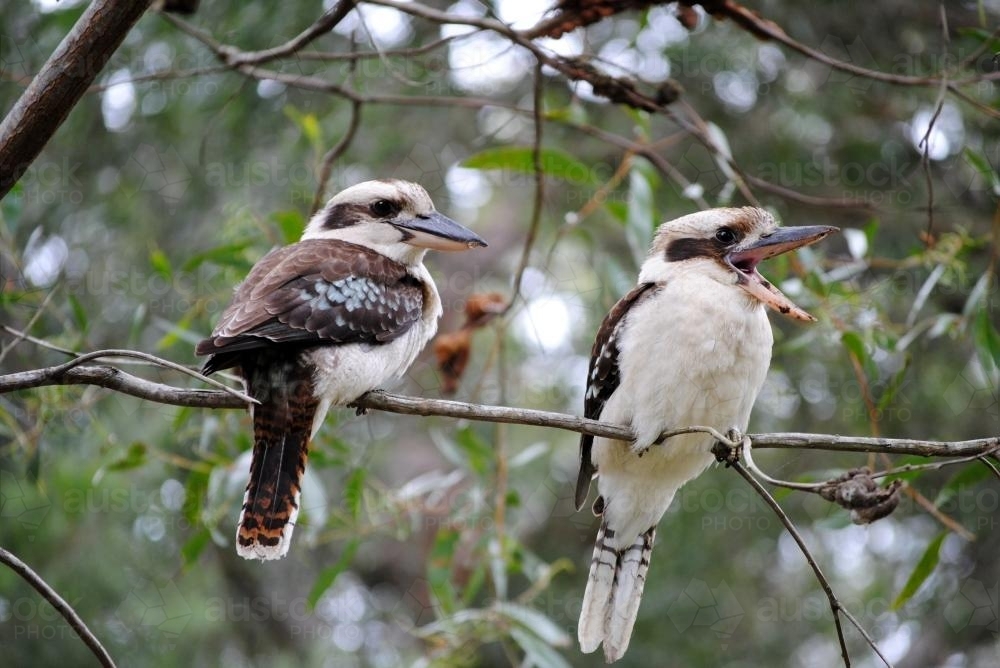 Two kookaburras in a tree - Australian Stock Image
