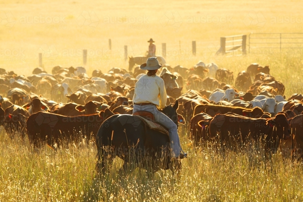 Two ladies mustering a mixed mob of cattle in Queensland - Australian Stock Image