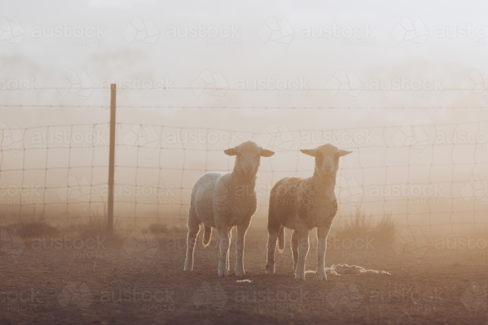 Two lambs in the haze - Australian Stock Image