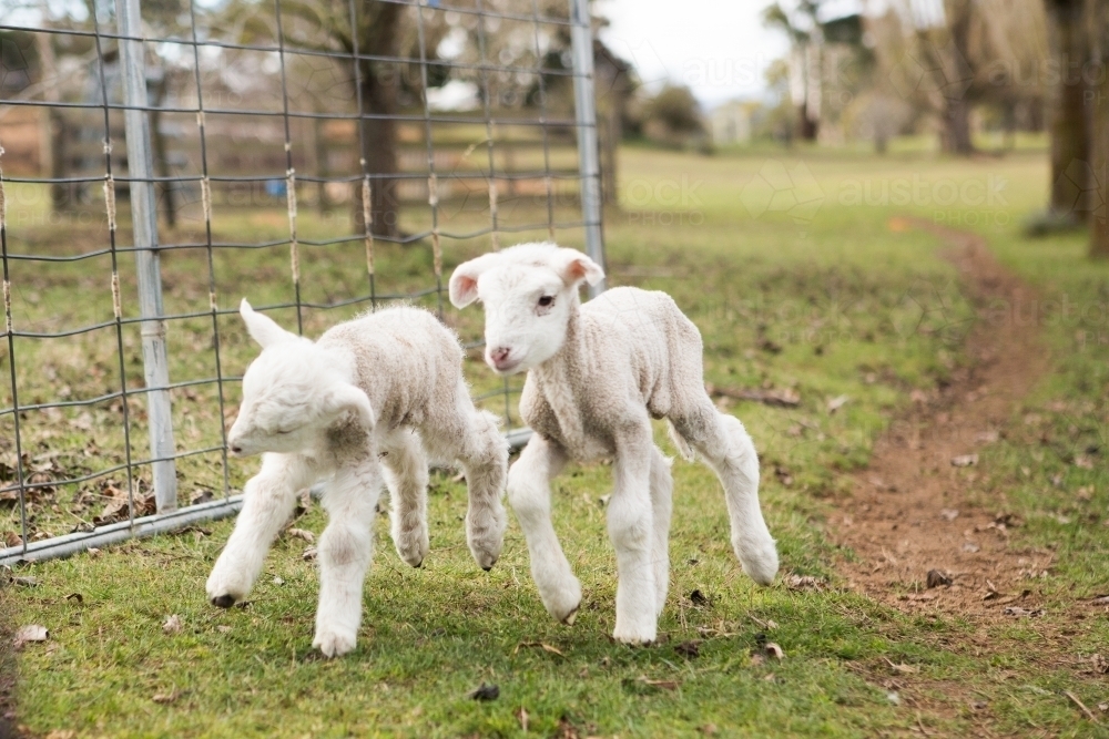 Two lambs running through fence - Australian Stock Image