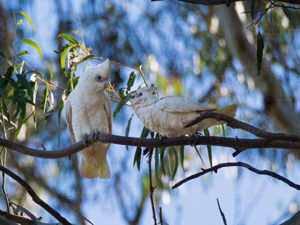 Two little corellas perched on the branch of a tree - Australian Stock Image