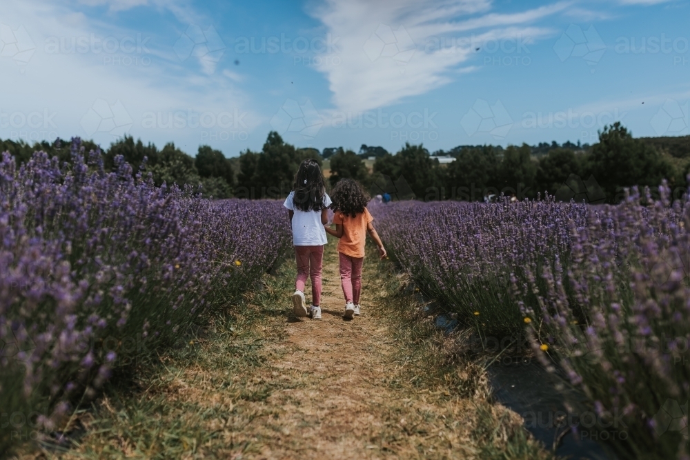 Two little girls walking in lavender farm - Australian Stock Image
