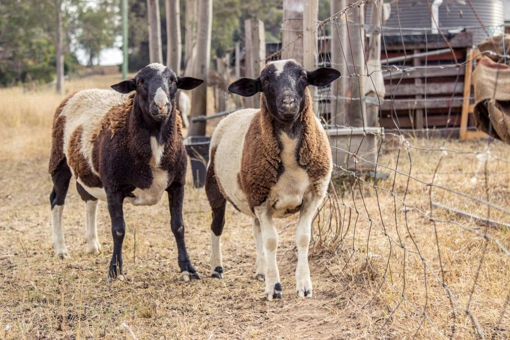 Two male dorper sheep standing inside pen with wire fence. - Australian Stock Image