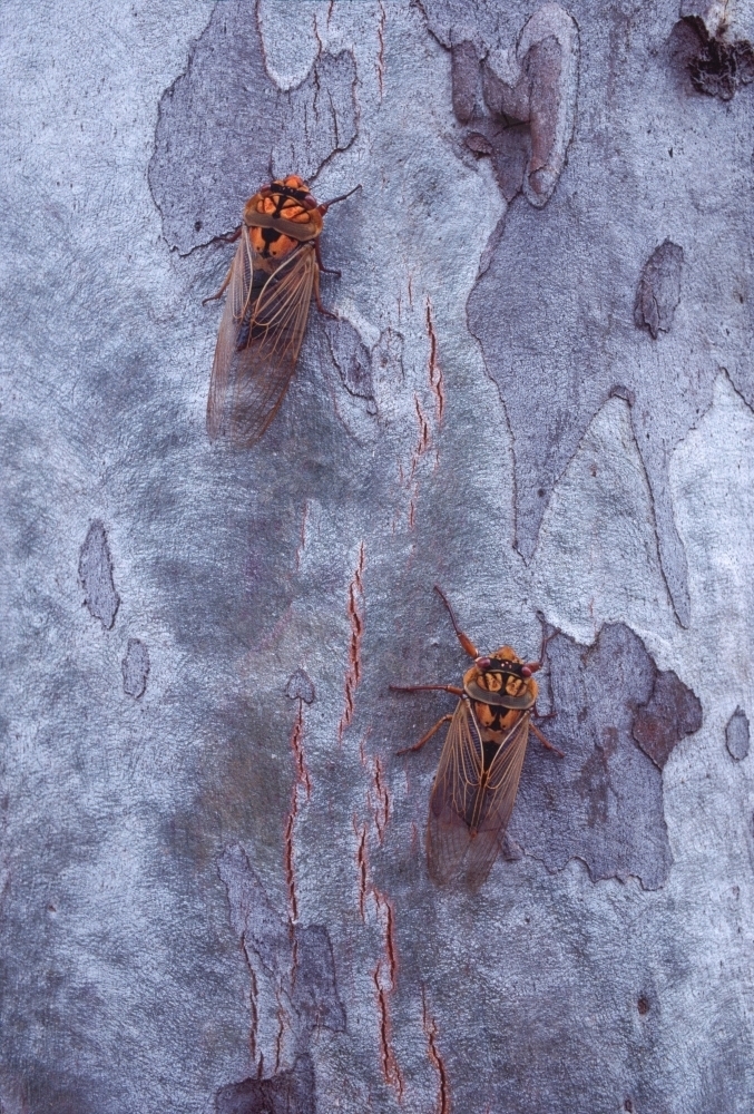 Two Masked Devil Cicadas on Scribbly Gum bark - Australian Stock Image