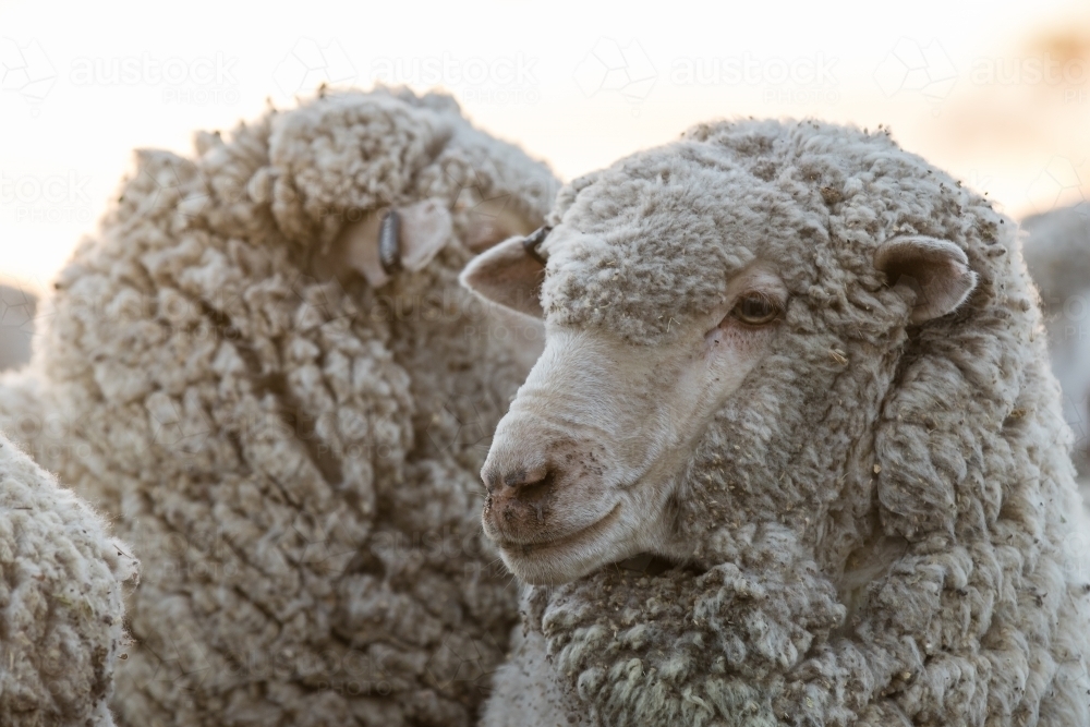 Two merino sheep - Australian Stock Image