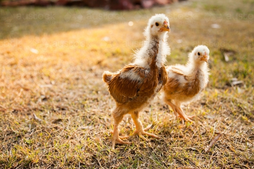 Two month old chicks scratching in the grass in the backyard with afternoon sunlight - Australian Stock Image