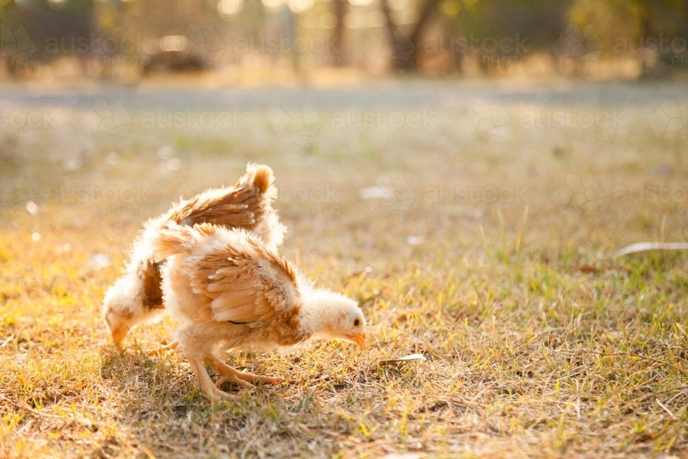Two month old chicks scratching in the grass in the backyard with afternoon sunlight - Australian Stock Image