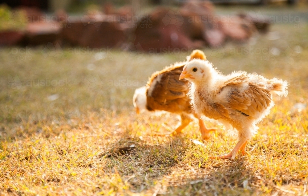 Two month old chicks scratching in the grass in the backyard with afternoon sunlight - Australian Stock Image