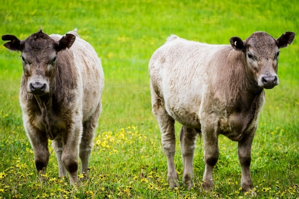 Two Murray Grey Cows in Green Field, long shot looking into camera - Australian Stock Image