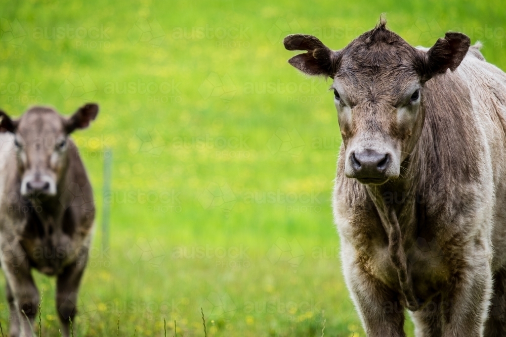 Two Murray Grey Cows in Green Field, mid shot looking into camera - Australian Stock Image