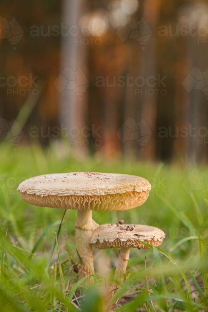 Two mushrooms growing side by side in the grass - Australian Stock Image