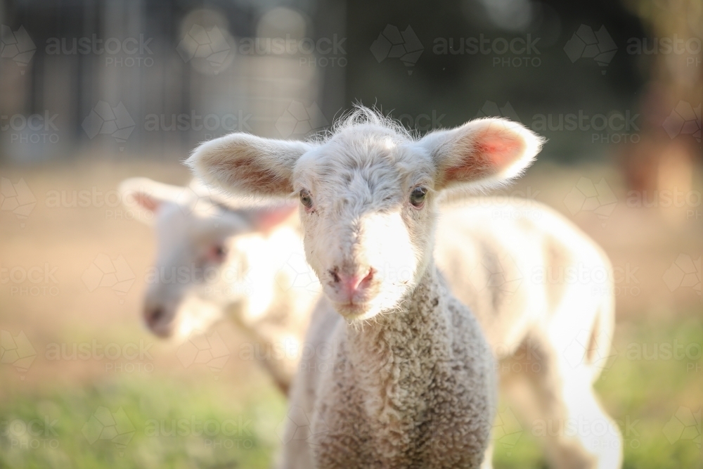 Two new baby lambs on farm - Australian Stock Image