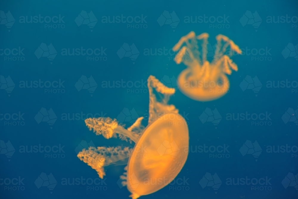 Two orange common jellyfish Aurelia Aurita floating in clear blue water - Australian Stock Image