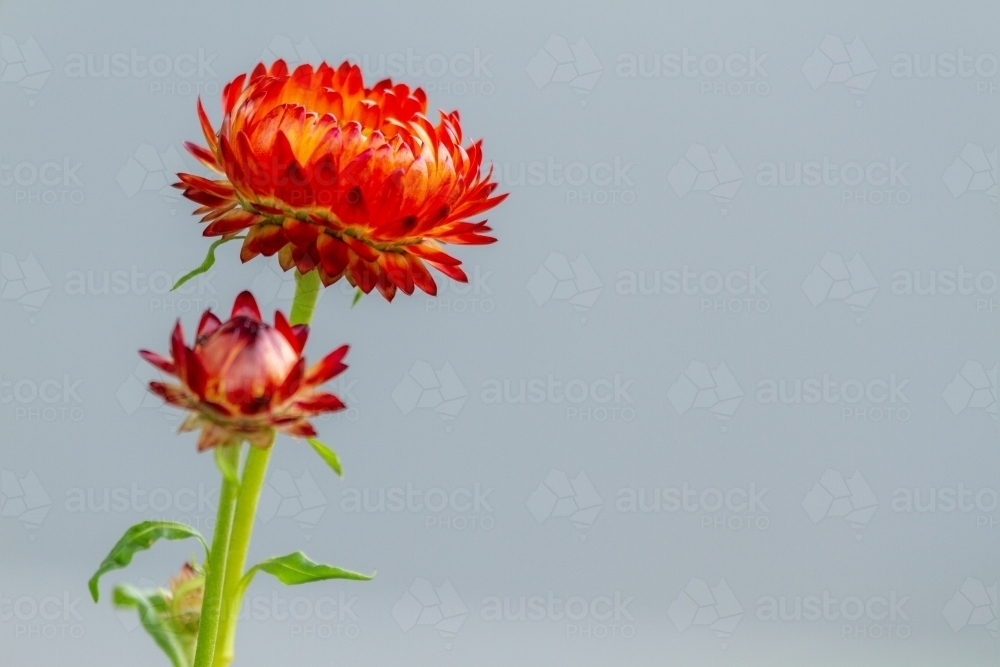 Two orange everlasting daisy wildflowers close-up. - Australian Stock Image