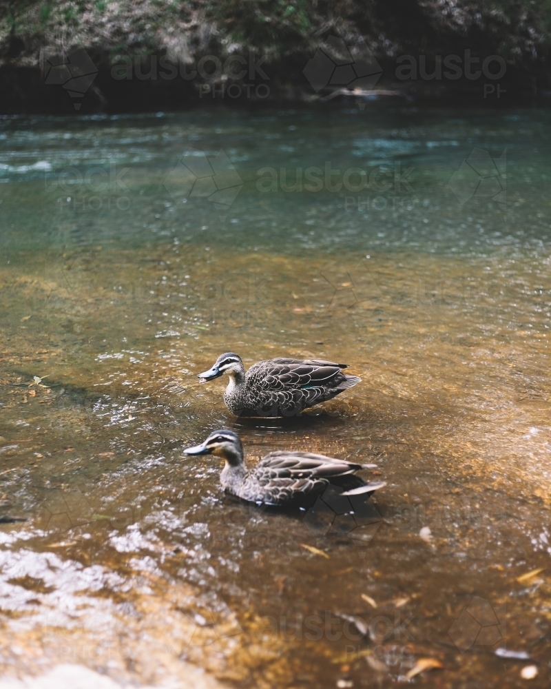 Two Pacific Black Ducks swimming in a lake - Australian Stock Image