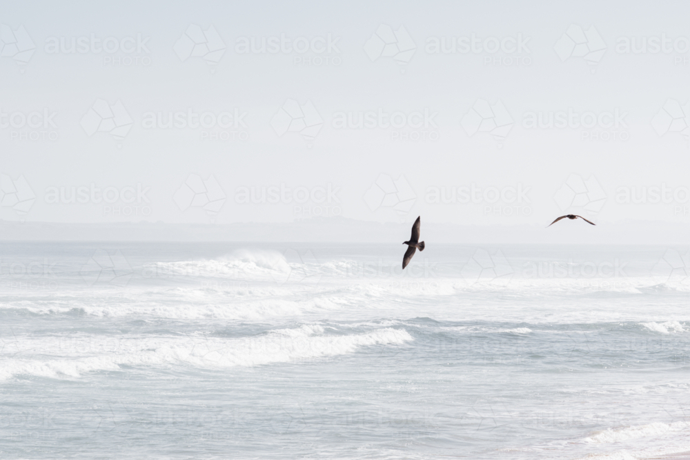 Two pacific gulls flying over ocean - horizontal - Australian Stock Image