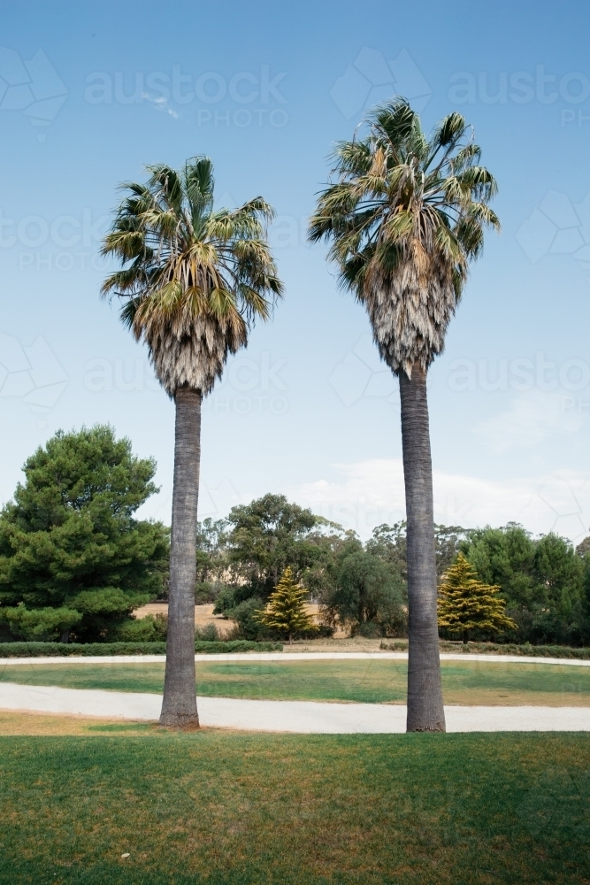 Two palm trees in front of blue sky - Australian Stock Image