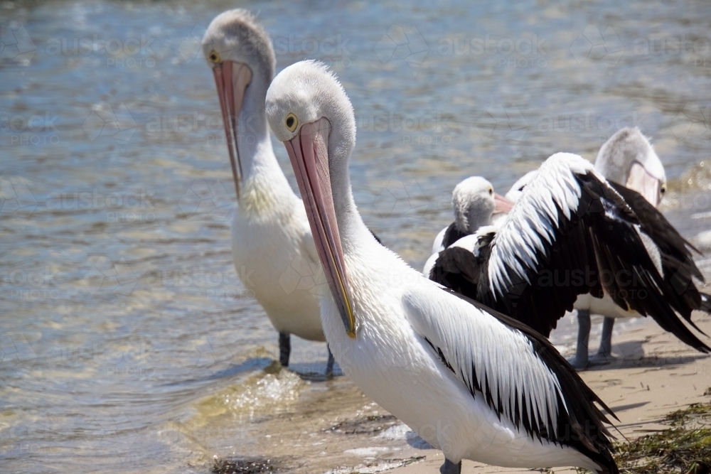 Two pelicans at waters edge - Australian Stock Image