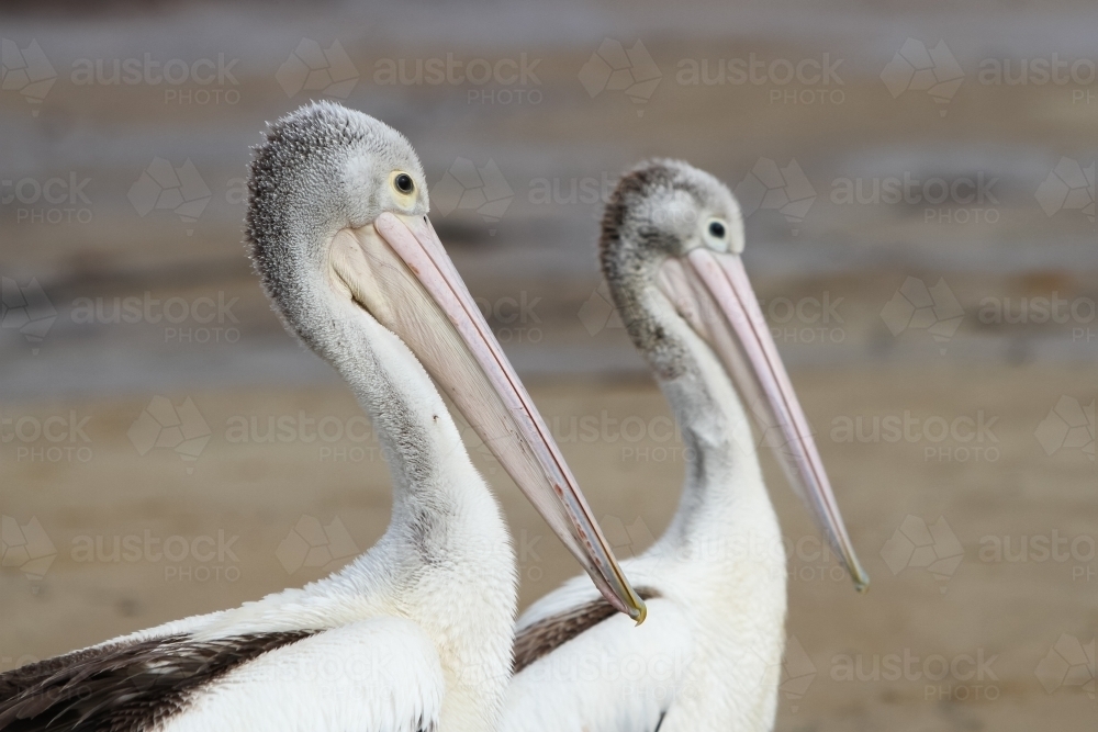 Two Pelicans - Australian Stock Image