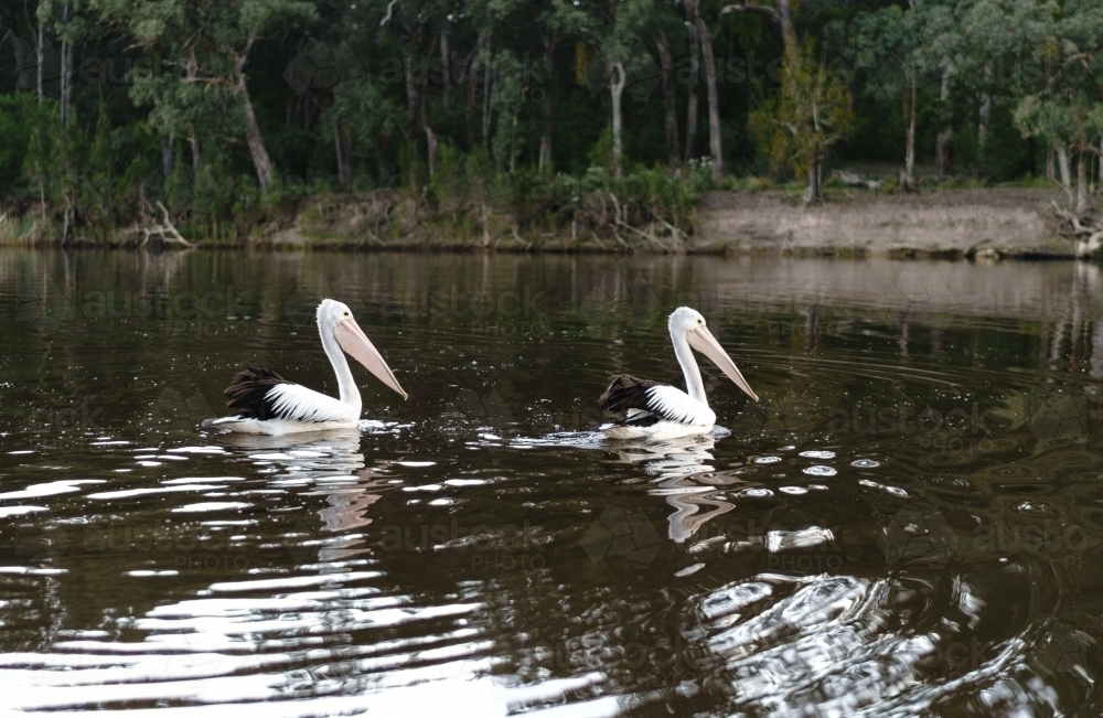 Two Pelicans on a River in Gippsland - Australian Stock Image