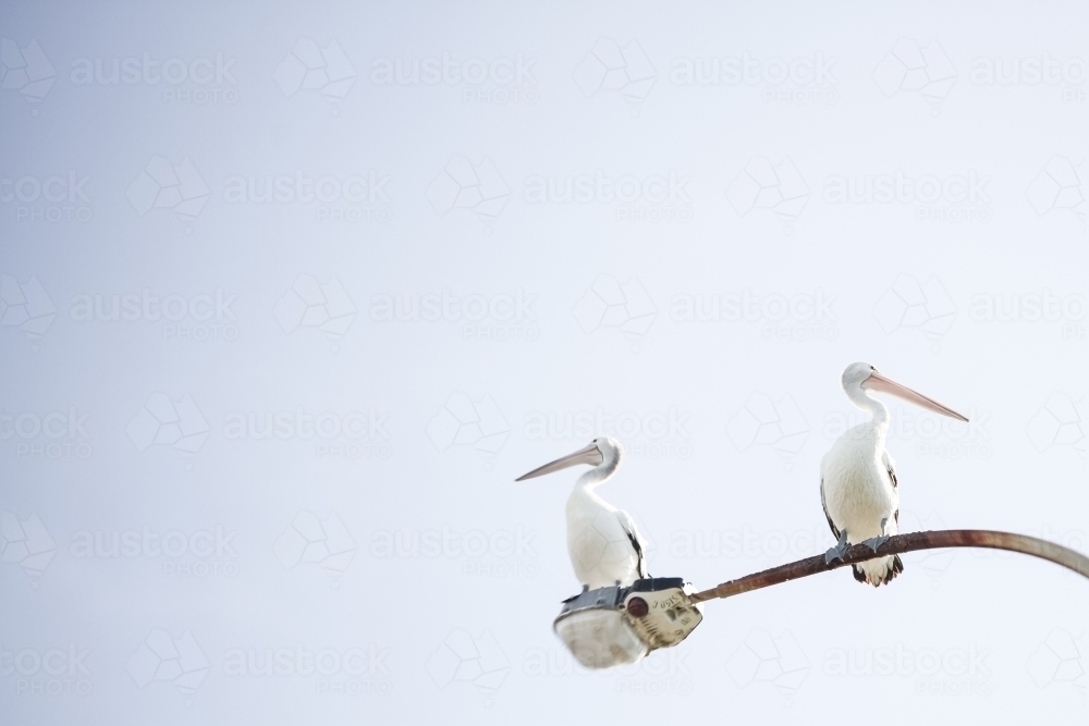 Two pelicans on a street light - Australian Stock Image