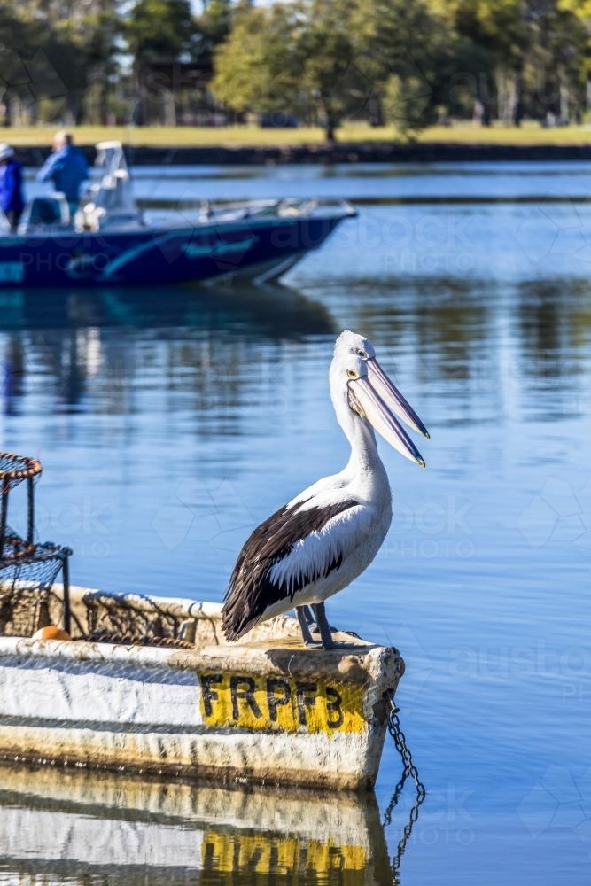 Two pelicans sitting on the side of a fishing boat - Australian Stock Image