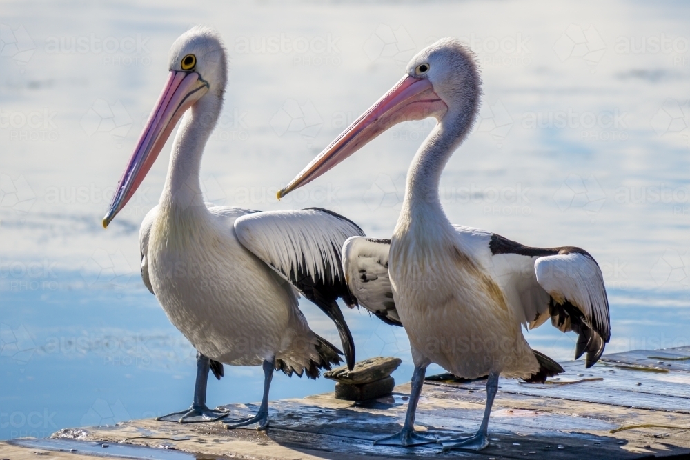 Two Pelicans standing on timber jetty in the sun - Australian Stock Image