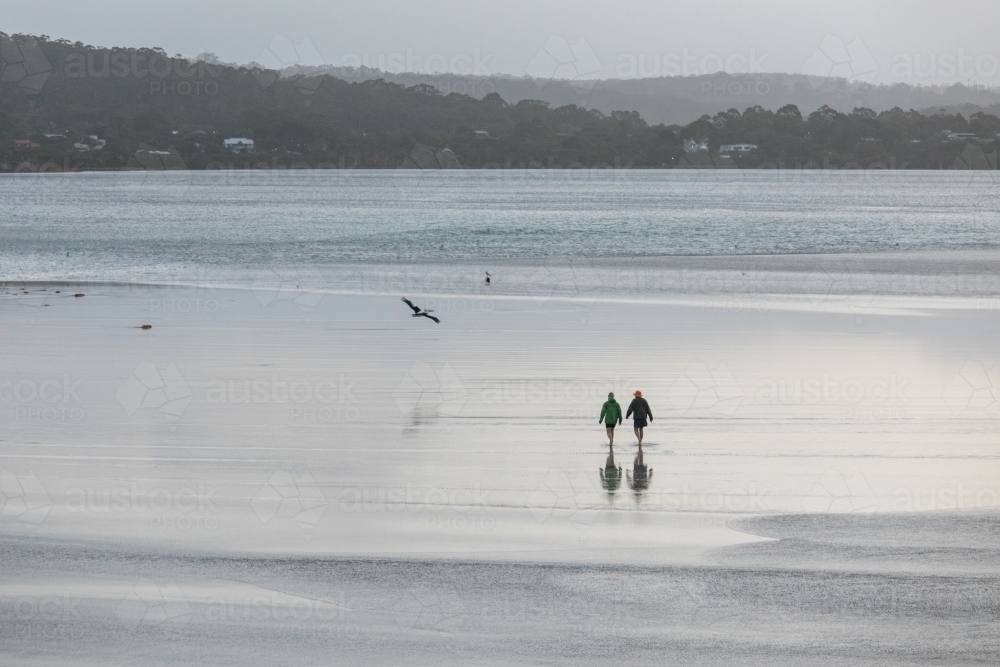 Two people walking in the shallow water of an inlet on a winters day with a pelican flying - Australian Stock Image