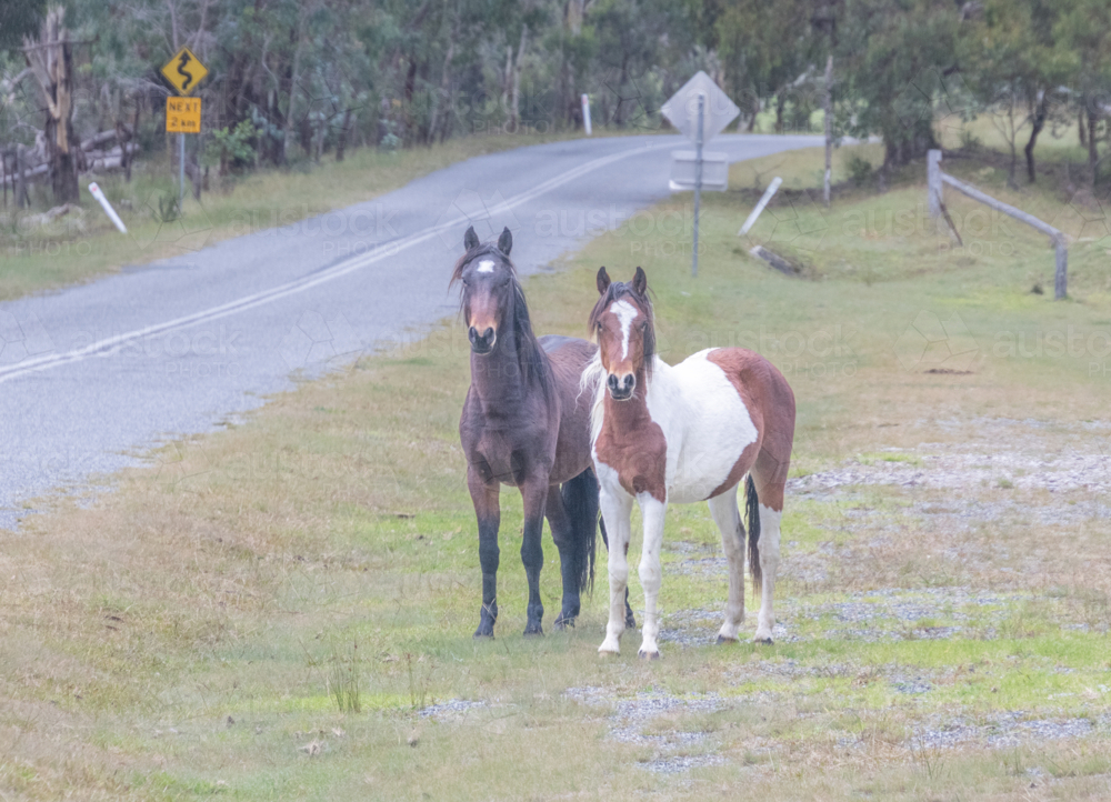 Two Piebald Horses by a country road - Australian Stock Image