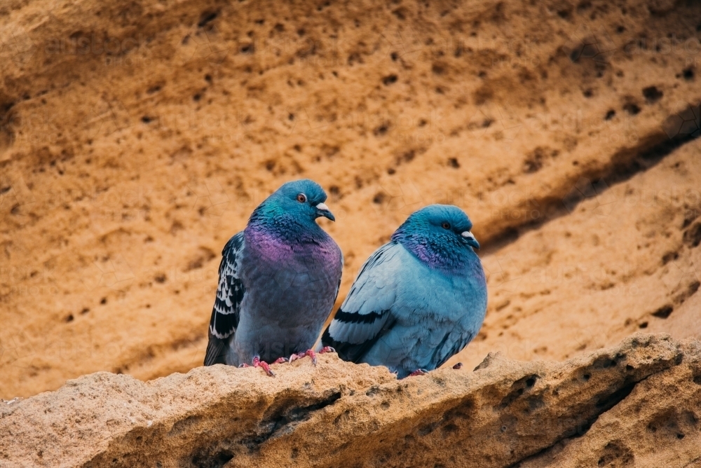 Two Pigeons perched on a rock face - Australian Stock Image