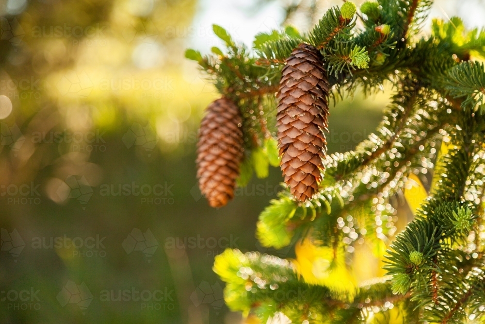 Image of Two pine cones on a tree, Christmas background - Austockphoto