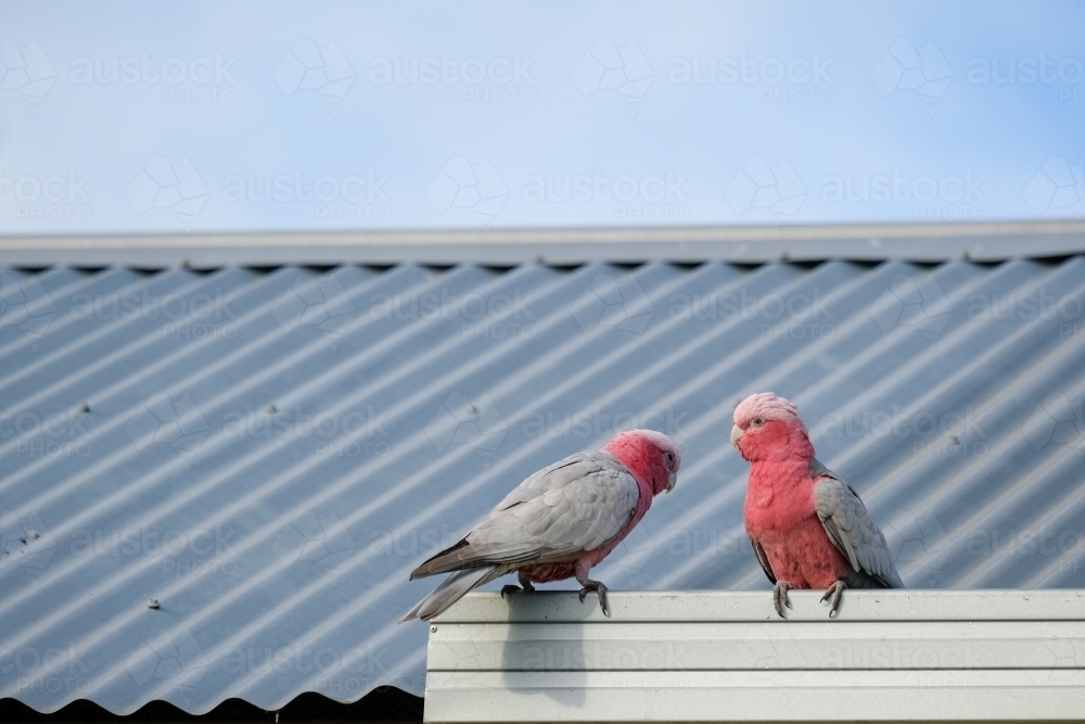 Two Pink and Grey Galahs sitting on a tin roof gutter - Australian Stock Image
