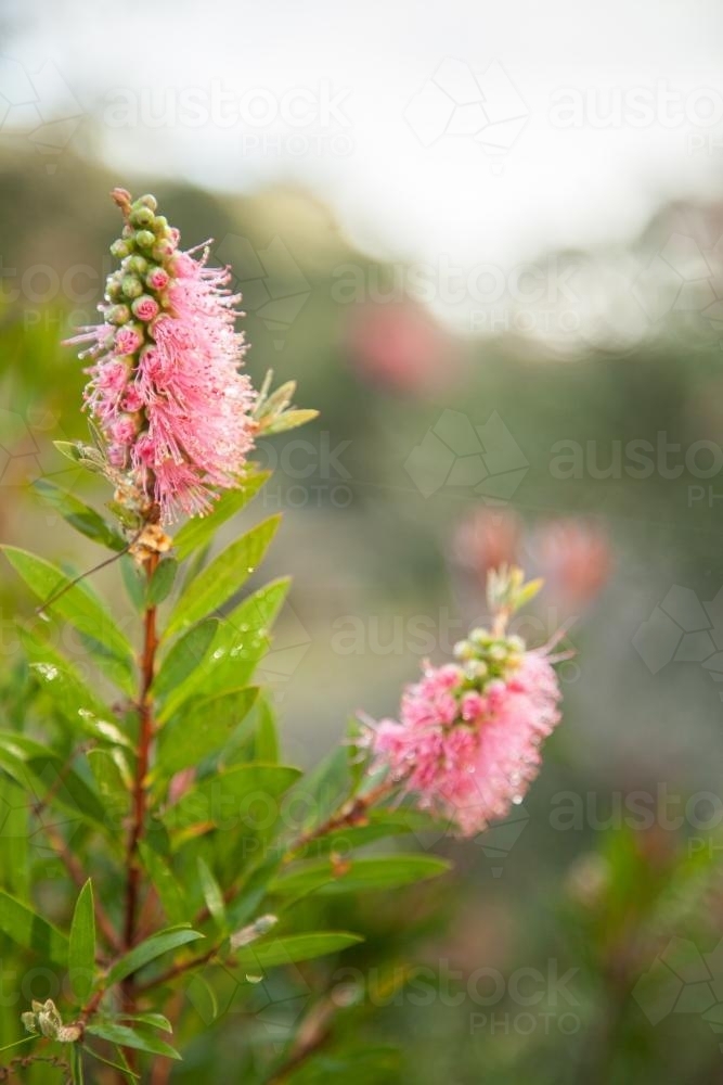 Two pink bottlebrush flowers covered in morning dew - Australian Stock Image