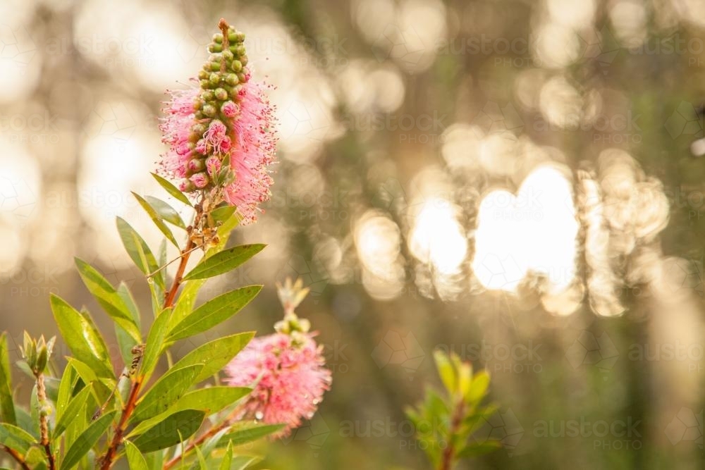Two pink bottlebrush flowers in morning sunlight after rain - Australian Stock Image