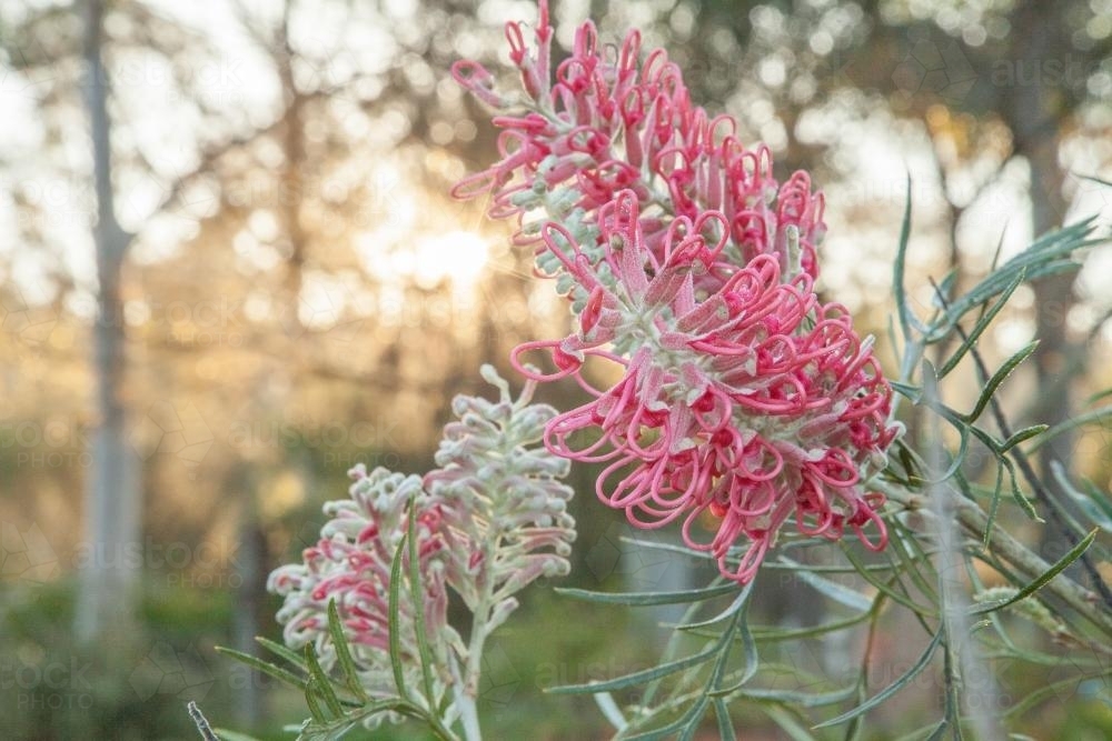 Two pink grevillea blossoms on a frosty morning - Australian Stock Image