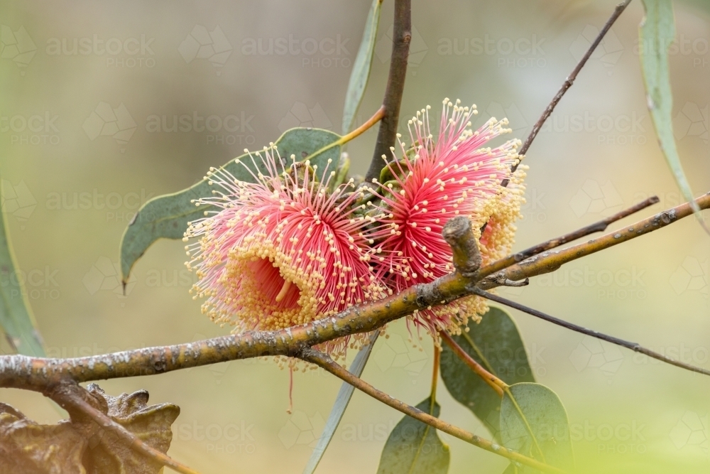two pink gum blossoms - Australian Stock Image