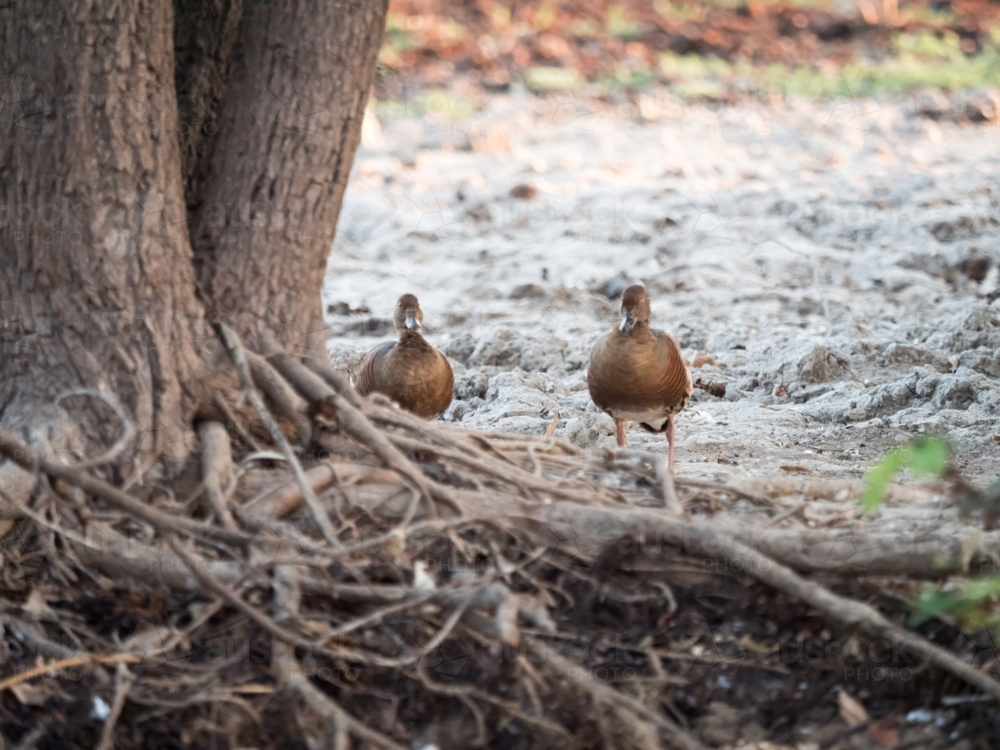Two plumed-whistling ducks on the banks of a billabong - Australian Stock Image