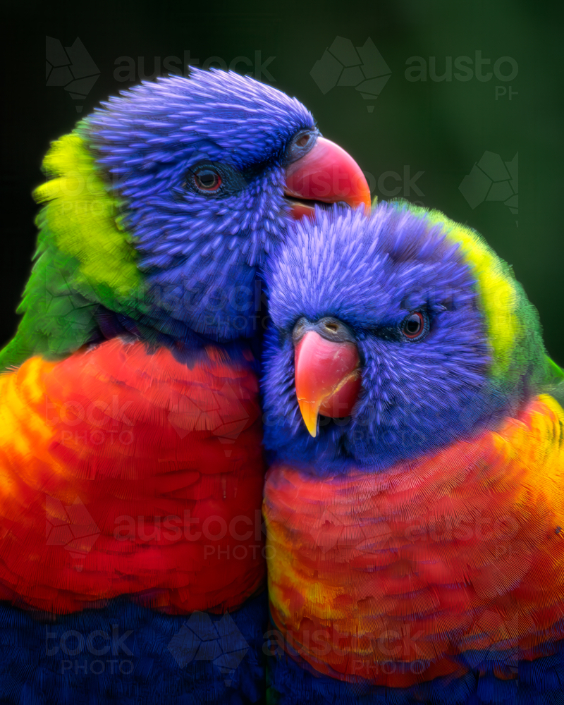 Two Rainbow Lorikeet Parrots - Australian Stock Image