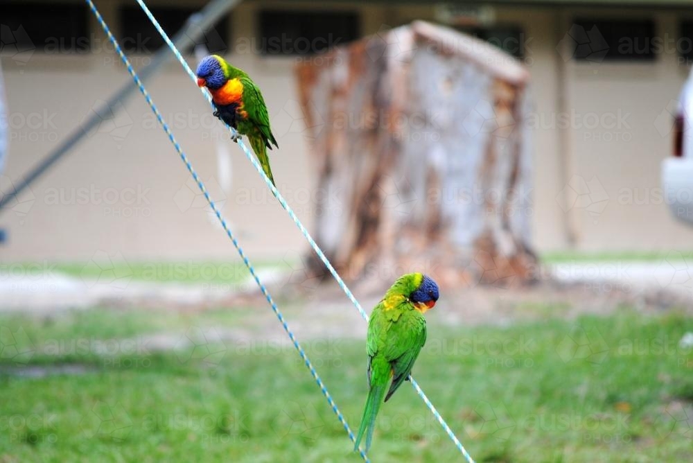 Two Rainbow lorikeets sitting on a guy rope at a campsite - Australian Stock Image